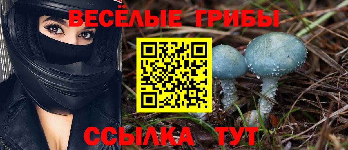 Псилоцибиновые грибы Psilocybine cubensis Новокубанск