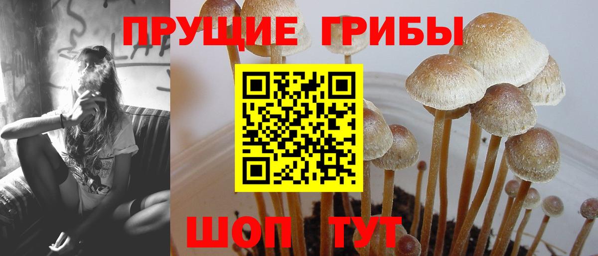 Новокубанск  Псилоцибиновые грибы Cubensis  Галлюциногенные грибы Magic Shrooms  Вход с VPN 